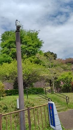 こいのぼりが泳ぐ　戸川（ﾄｶﾜ）公園（+おきな草）の記事動画