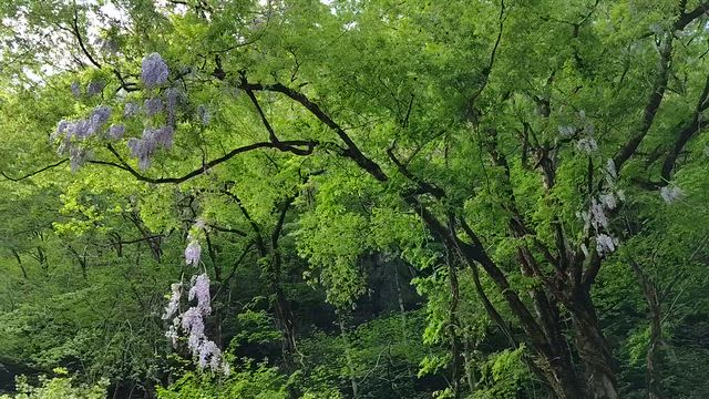 猊鼻渓（ｹﾞｲﾋﾞｹｲ）舟下りの記事動画