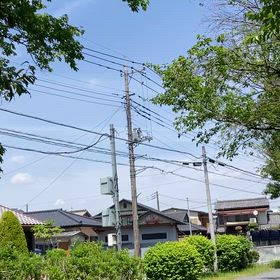 ツミの雄叫びの画像