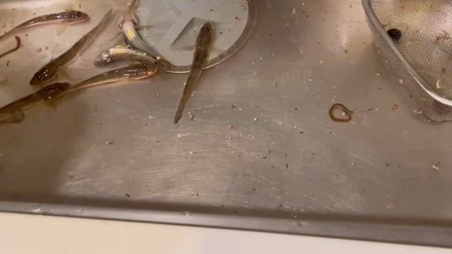 ハゼ釣りの記事動画