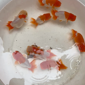 冬眠前の金魚の画像