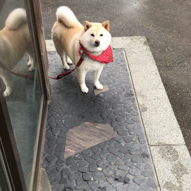 お腹すいてるんだから 早く頂戴！の画像