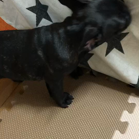 新しい家族の画像