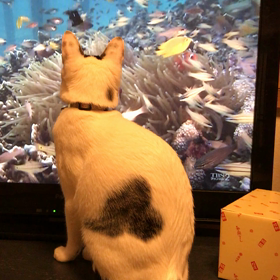 むすびちゃんのお魚鑑賞パート2の画像