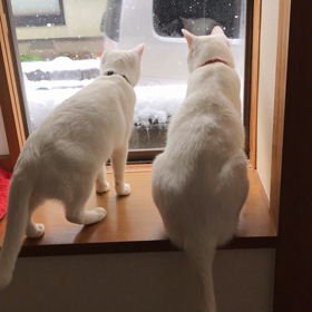 ちびニャンズの初雪の画像