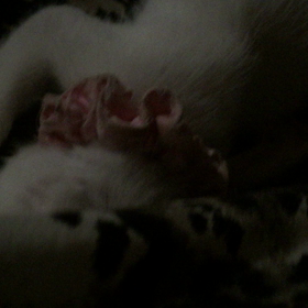 ちゅっちゅの画像
