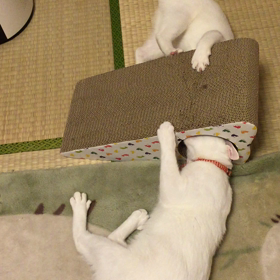 爪とぎだよの画像