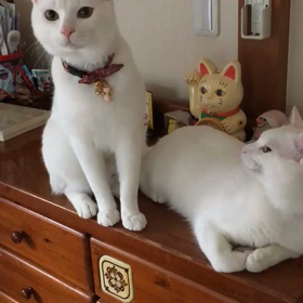 でっかいニャン(=^・^=)の画像