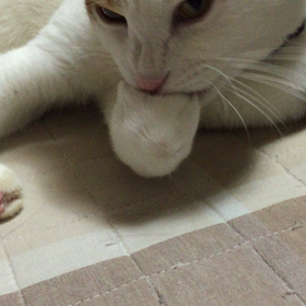 もち食べよの画像