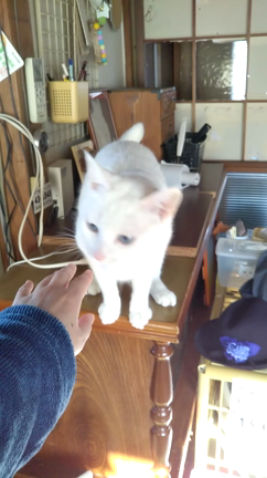 秋田県大館市  にゃごにゃごにゃーご  【手のりにゃんこ】の記事動画