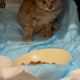 猫バンバンは効かない⁉️の画像