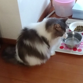 水飲みの画像