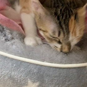 ちゅっちゅっちゅっの画像