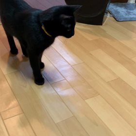 前世が犬やった猫の画像