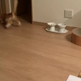 癒しの？笑ける？動画の画像