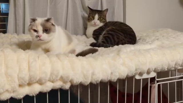 シャンソンのプチ動画の記事動画