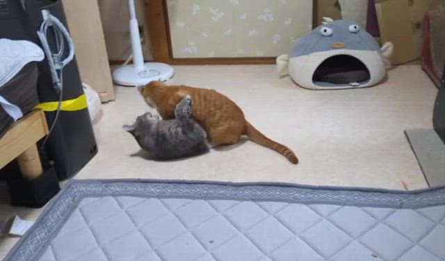 ビアードと甥猫さんの動画の記事動画