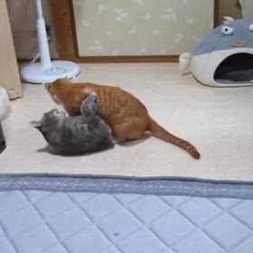 ビアードと甥猫さんの動画の画像