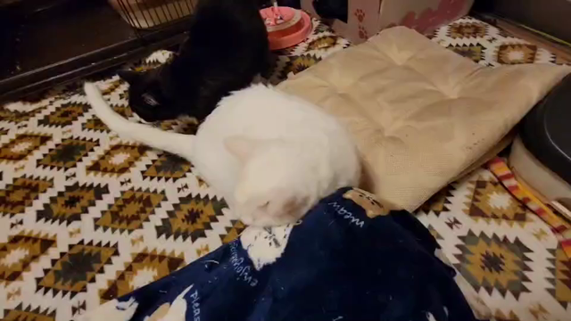 モテちゃったらしいよ…の記事動画
