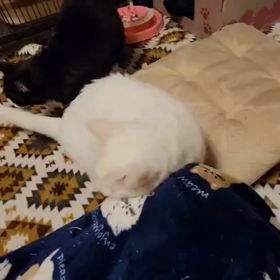 モテちゃったらしいよ…の画像