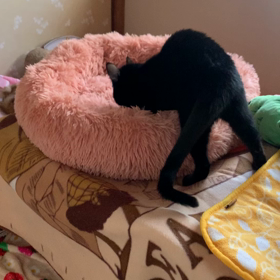 やるで〜やるで〜の画像