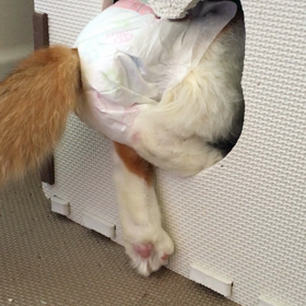 がんばれきのこ〜の画像