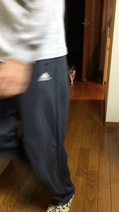 はしるねこ。の記事動画