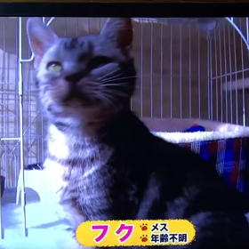 “わが家のあいどる”に、保護猫が紹介されましたの画像
