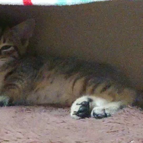 うっかりの画像