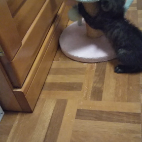 管理所の子猫の画像