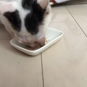 感謝と子猫の画像