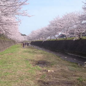 琴海戸根川の桜並木の画像