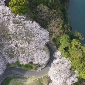 琴海中央公園の桜～ドローン～の画像