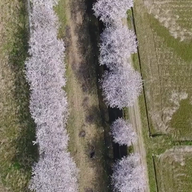琴海戸根川の桜並木の画像