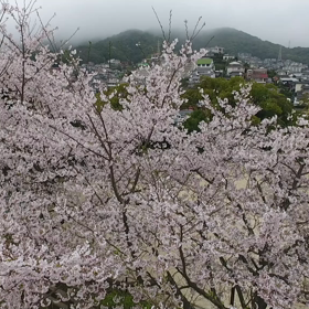 桜の頃～ドローン撮影～の画像