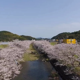 ドローン 戸根川沿いの桜並木の画像