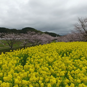 ドローン～菜の花の向こうに～の画像