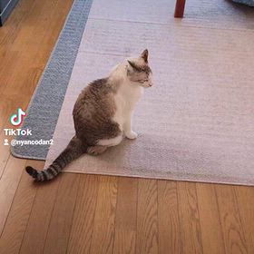 ユキルウかわゆしの画像