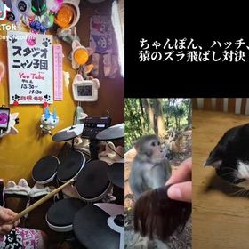 #ニャン子 #nyancodan #ニャン子団 #ニャン子団デジタル企画 #スタジオニャン子団の画像