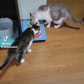 ユキルウかわゆし#ニャン子 #nyancodan #ニャン子団 #ニャン子団デジタルの画像
