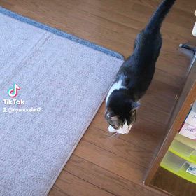 ユキルウかわゆし#ニャン子 #nyancodan #ニャン子団 #ニャン子団デジタルの画像
