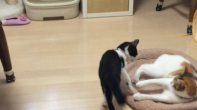 先輩あかりと後輩ちょびの記事動画
