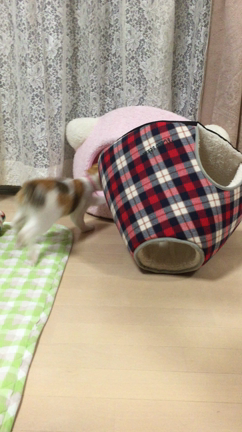 ハッスル！の記事動画