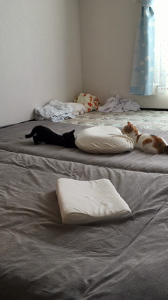 がっちゃんの記事動画