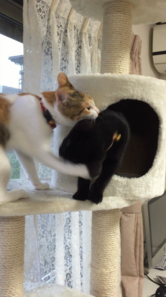 猫パンチの記事動画