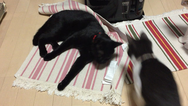 先輩がっちゃんと後輩ちょびの記事動画