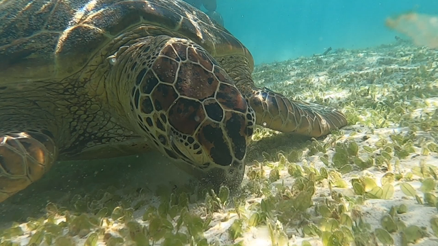 ◆与論島はウミガメの宝庫！！の記事動画