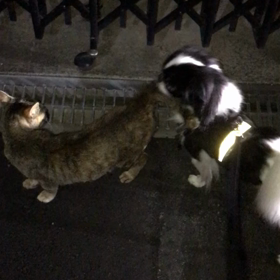 猫のお友達の画像
