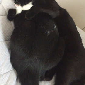 たまには仲良しクロニコの画像