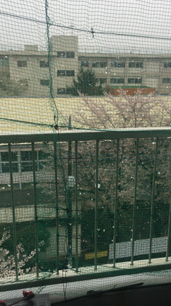 雪降ってますけど( º_º )の記事動画